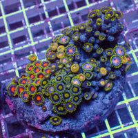 WYSIWYG Rainbow Zoa Combo Colony