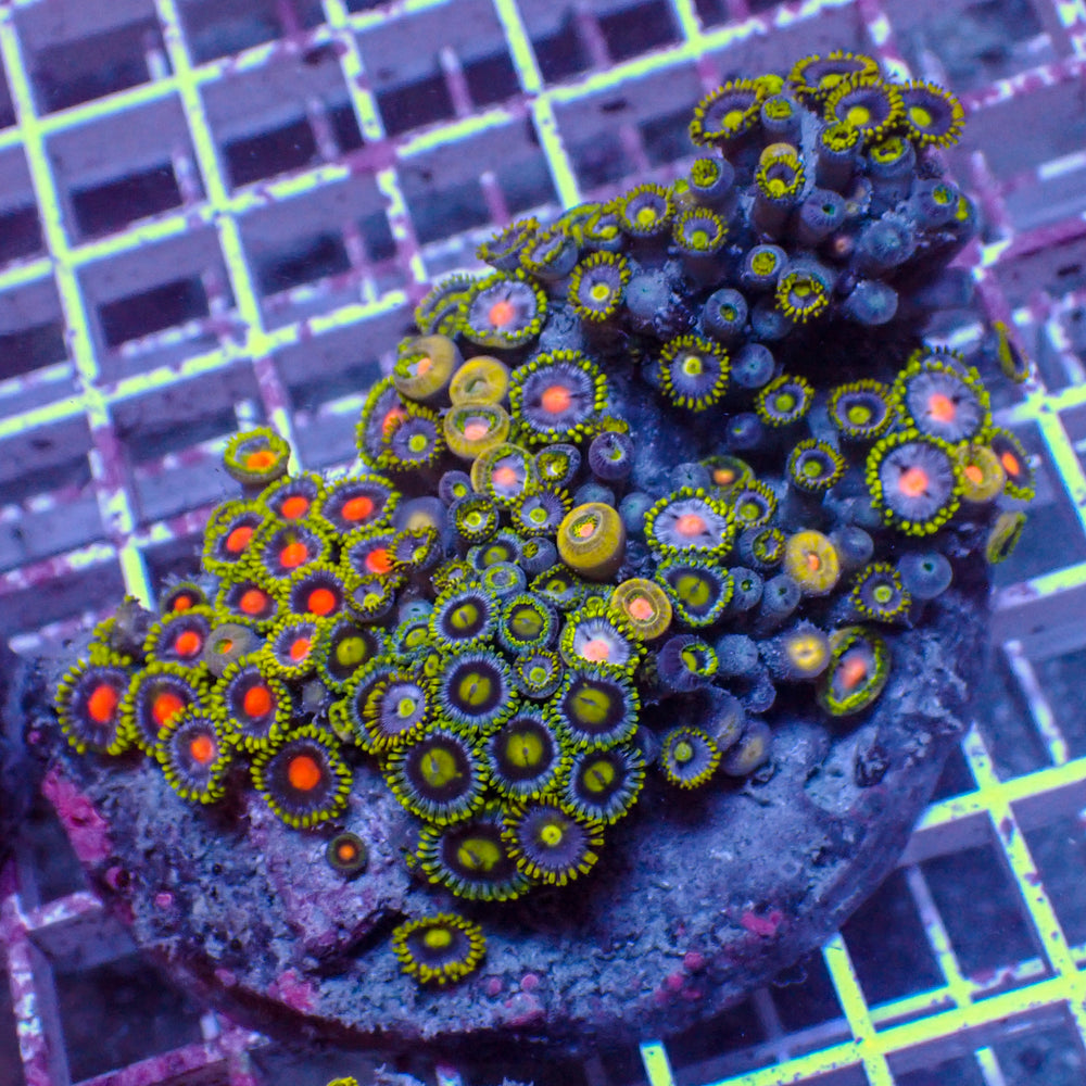 WYSIWYG Rainbow Zoa Combo Colony