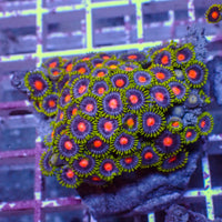 WYSIWYG Blowpop Zoa Colony
