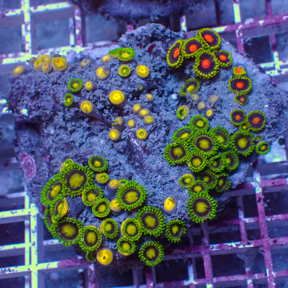 WYSIWYG Rainbow Zoa Combo Colony