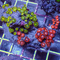 WYSIWYG Rainbow Zoa Combo Colony
