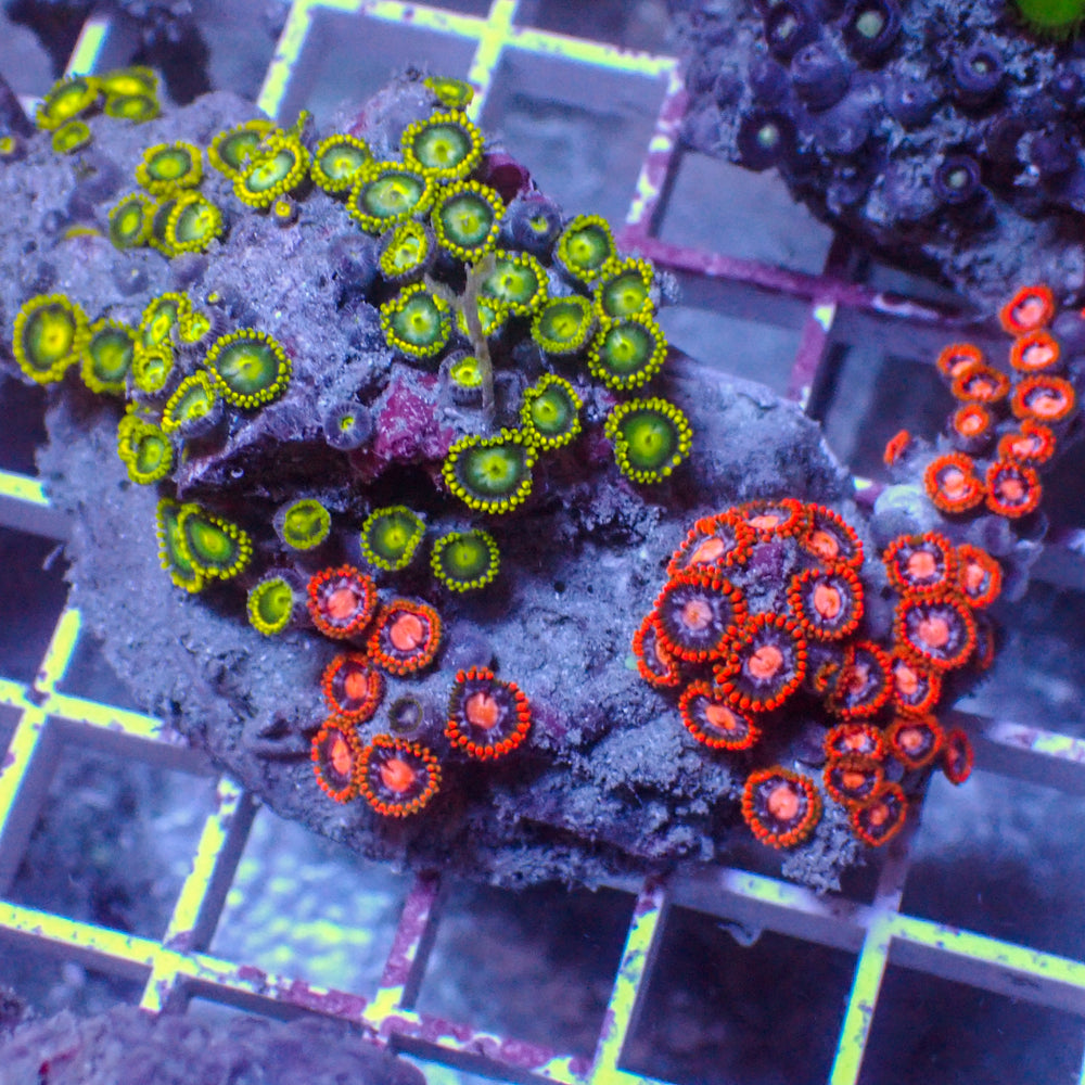 WYSIWYG Rainbow Zoa Combo Colony