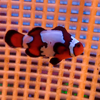 Fancy Snowflake Clownfish (Aquacultured)