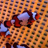 Fancy Snowflake Clownfish (Aquacultured)