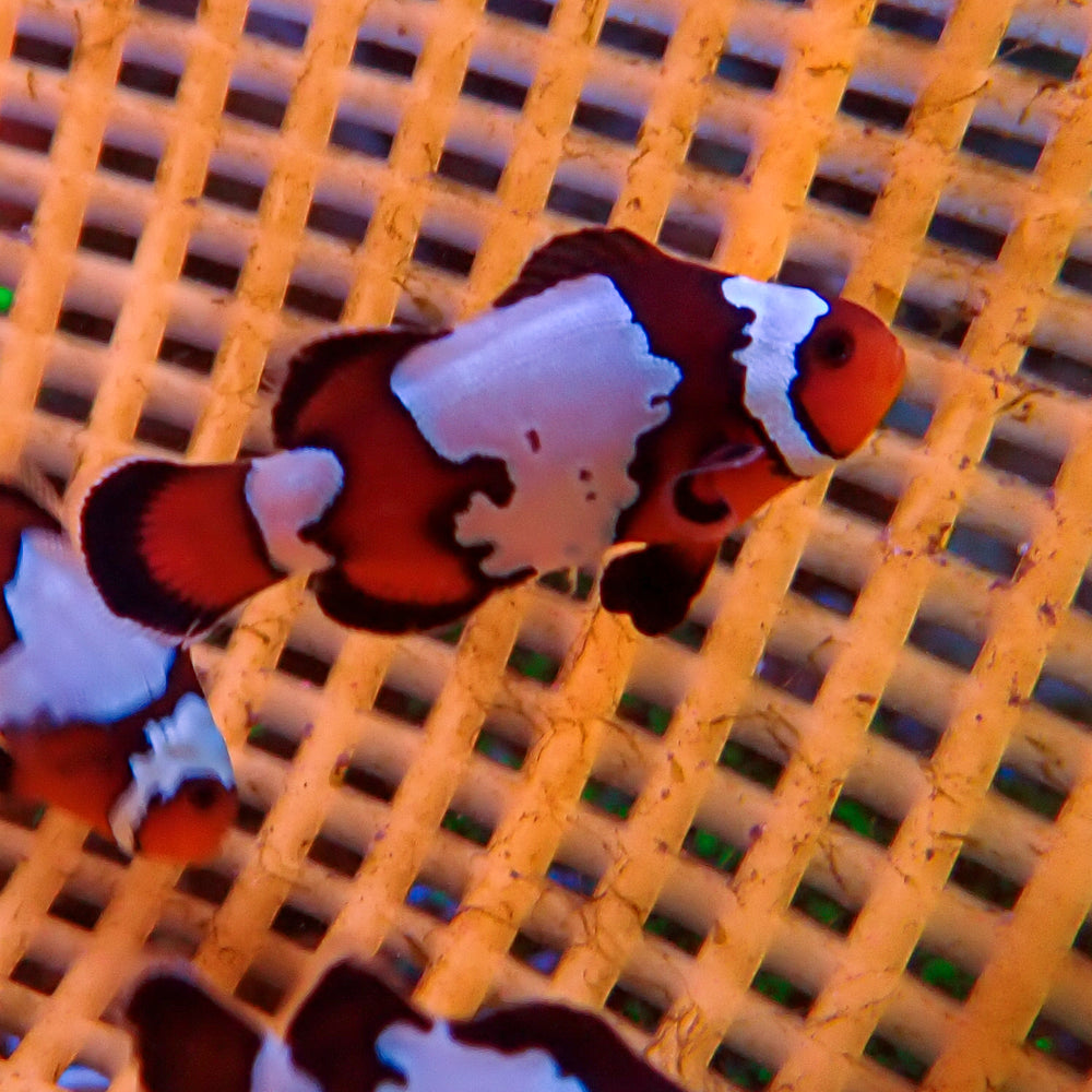 Fancy Snowflake Clownfish (Aquacultured)