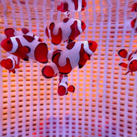 DaVinci Ocellaris Designer Clownfish (Aquacultured)

