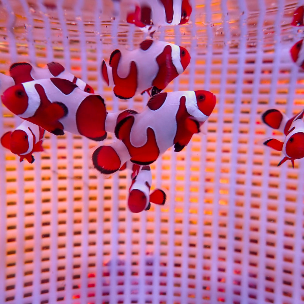 DaVinci Ocellaris Designer Clownfish (Aquacultured)