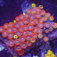 WYSIWYG Ultra Solomon Islands Rainbow Zoa Combo Colony (55+ polyps) (W141)