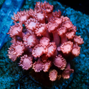 WYSIWYG Blue Tip Pink Passion Goniopora (0.5-1" Frag)