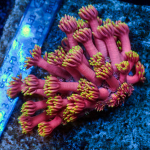 WYSIWYG Bright Pink Midori Goniopora (0.5-1”)