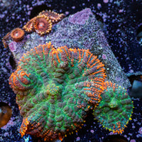 WYSIWYG Tropic Sunset Rhodactis Mushroom Combo w/ zoa (2 Polyps)