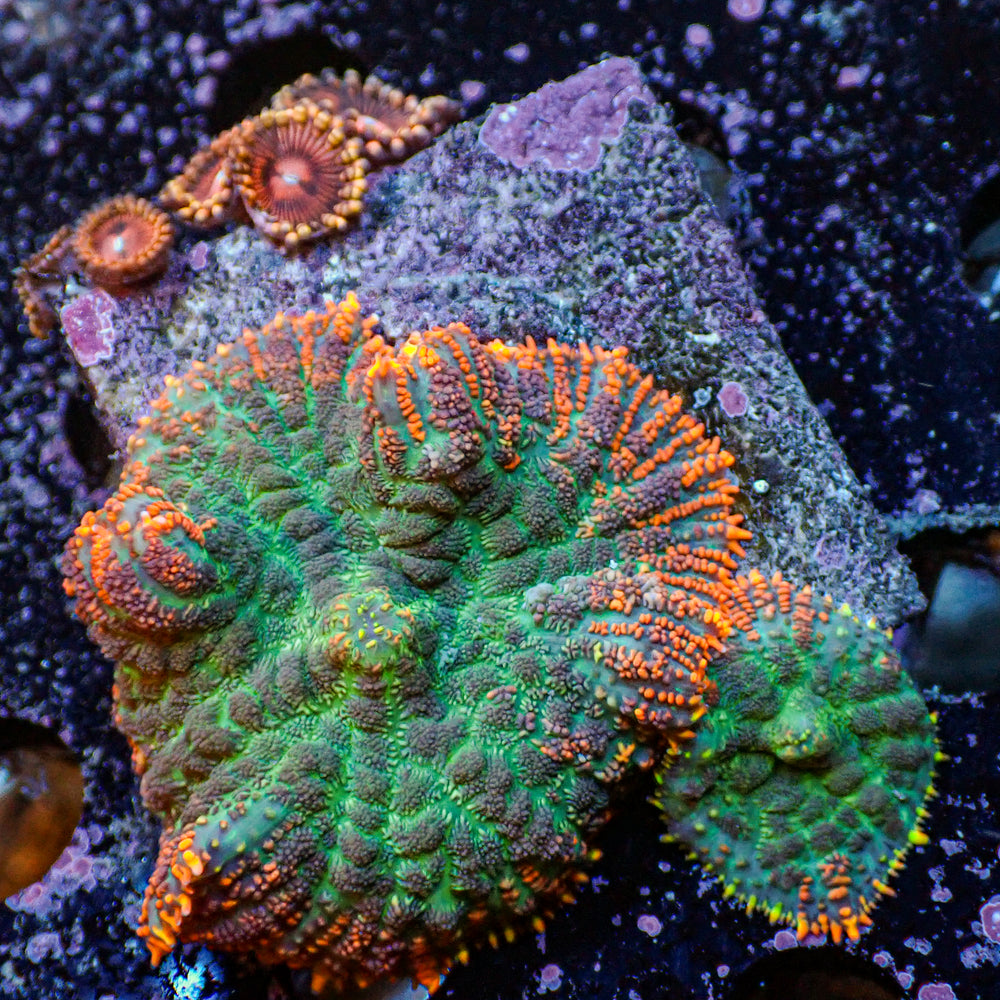 WYSIWYG Tropic Sunset Rhodactis Mushroom Combo w/ zoa (2 Polyps)