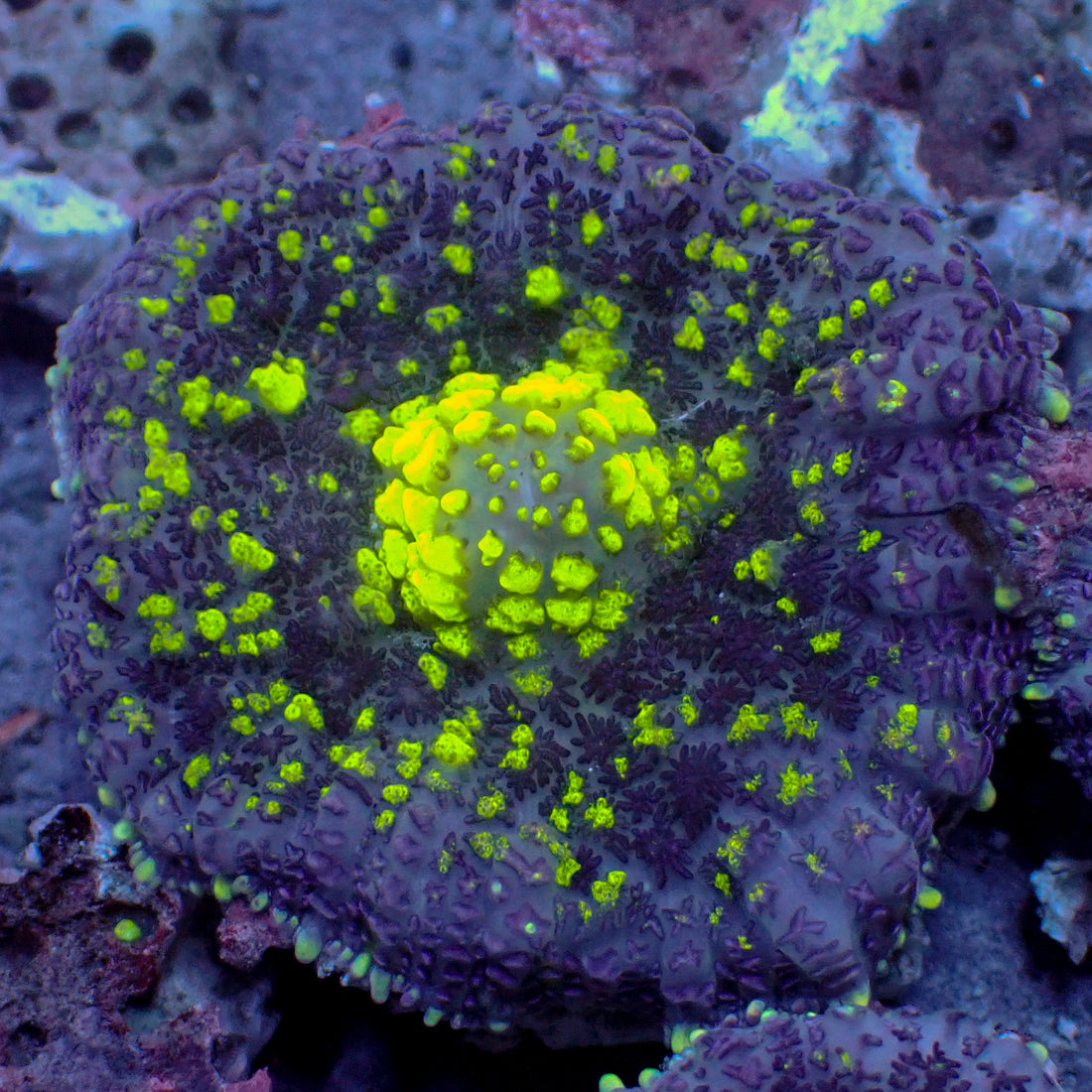 Starry Light Rhodactis Mushroom - Corals Anonymous
