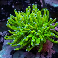 WYSIWYG 24K Holy Grail Torch (1 Polyp)