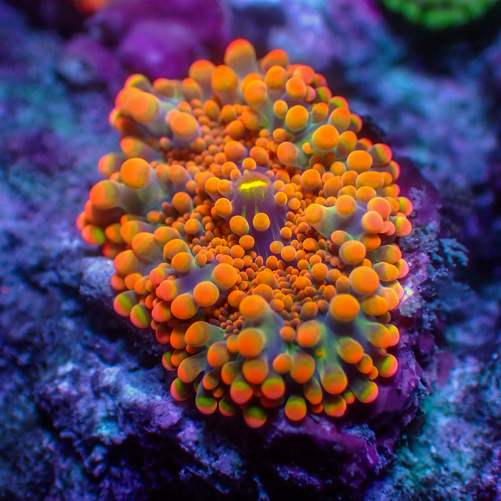 WYSIWYG Orange Punch Yuma Mushroom