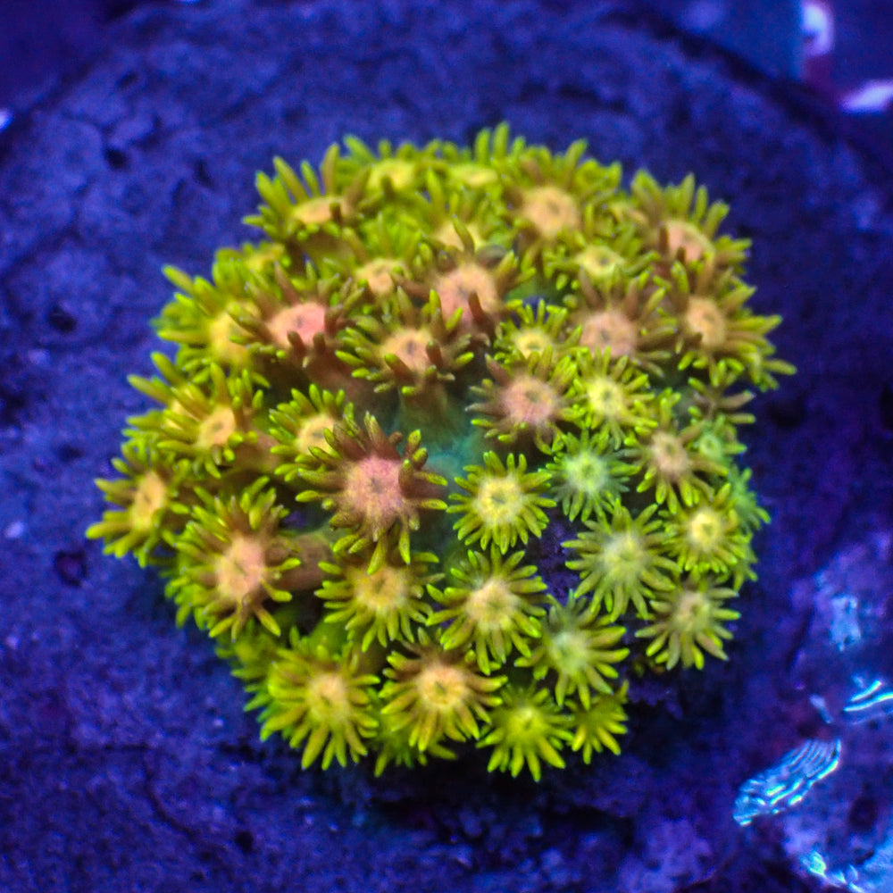 WYSIWYG Rainbow Hippie Dream Goniopora (0.5-1