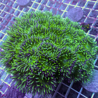 WYSIWYG Ultra Acid Rave Duncan Colony (35+ Polyps)