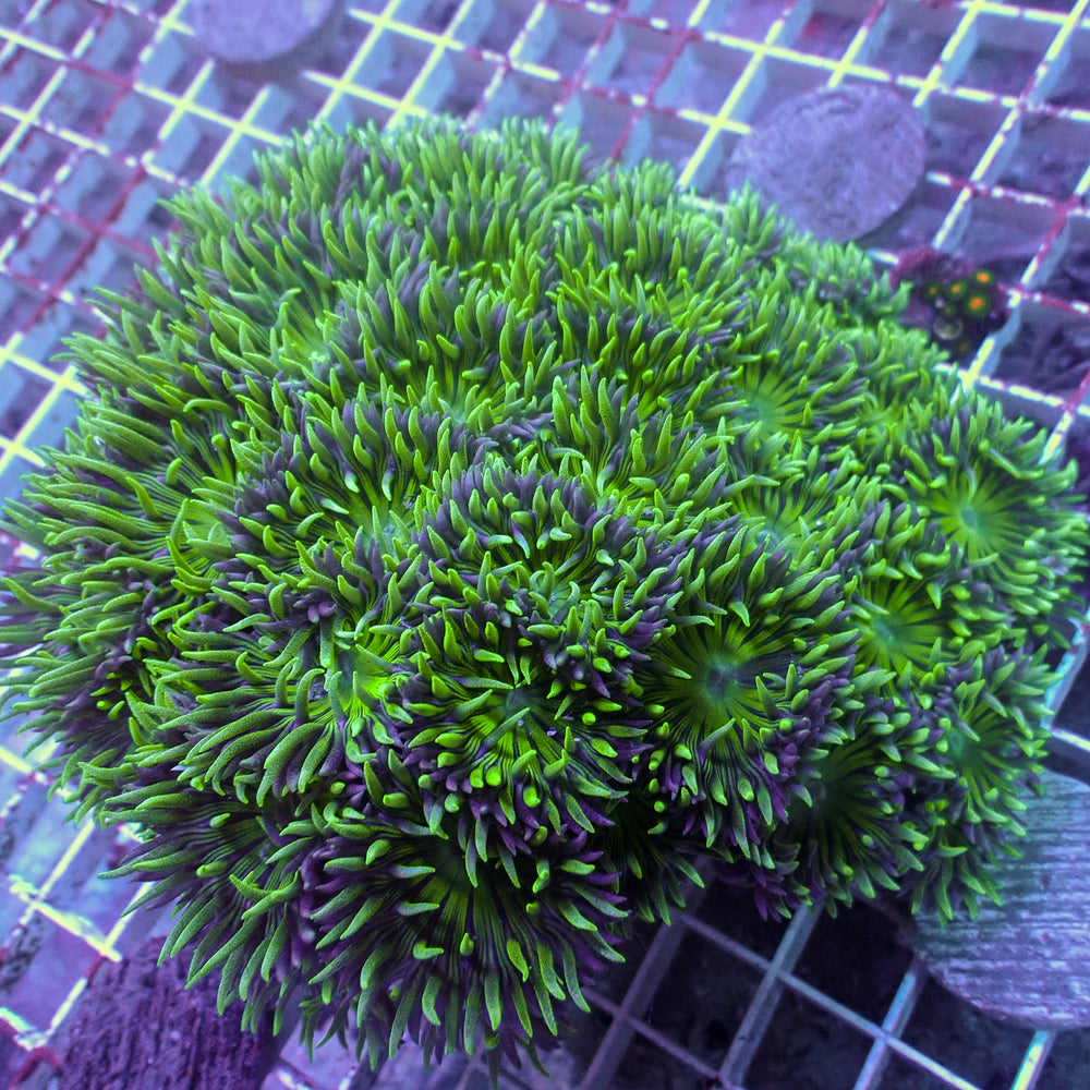 WYSIWYG Ultra Acid Rave Duncan Colony (35+ Polyps)