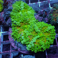 WYSIWYG Bubbly Kiwi Sunrise Yuma Mushroom Colony (3 Polyps)