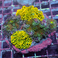 WYSIWYG Rainbow Yuma Mushroom Combo Colony (5 Polyps)