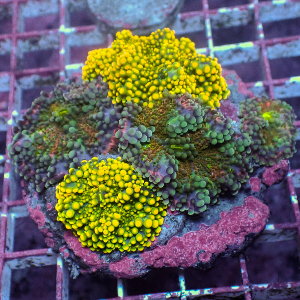 WYSIWYG Rainbow Yuma Mushroom Combo Colony (5 Polyps)