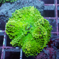 WYSIWYG Neon Green Yuma Mushroom