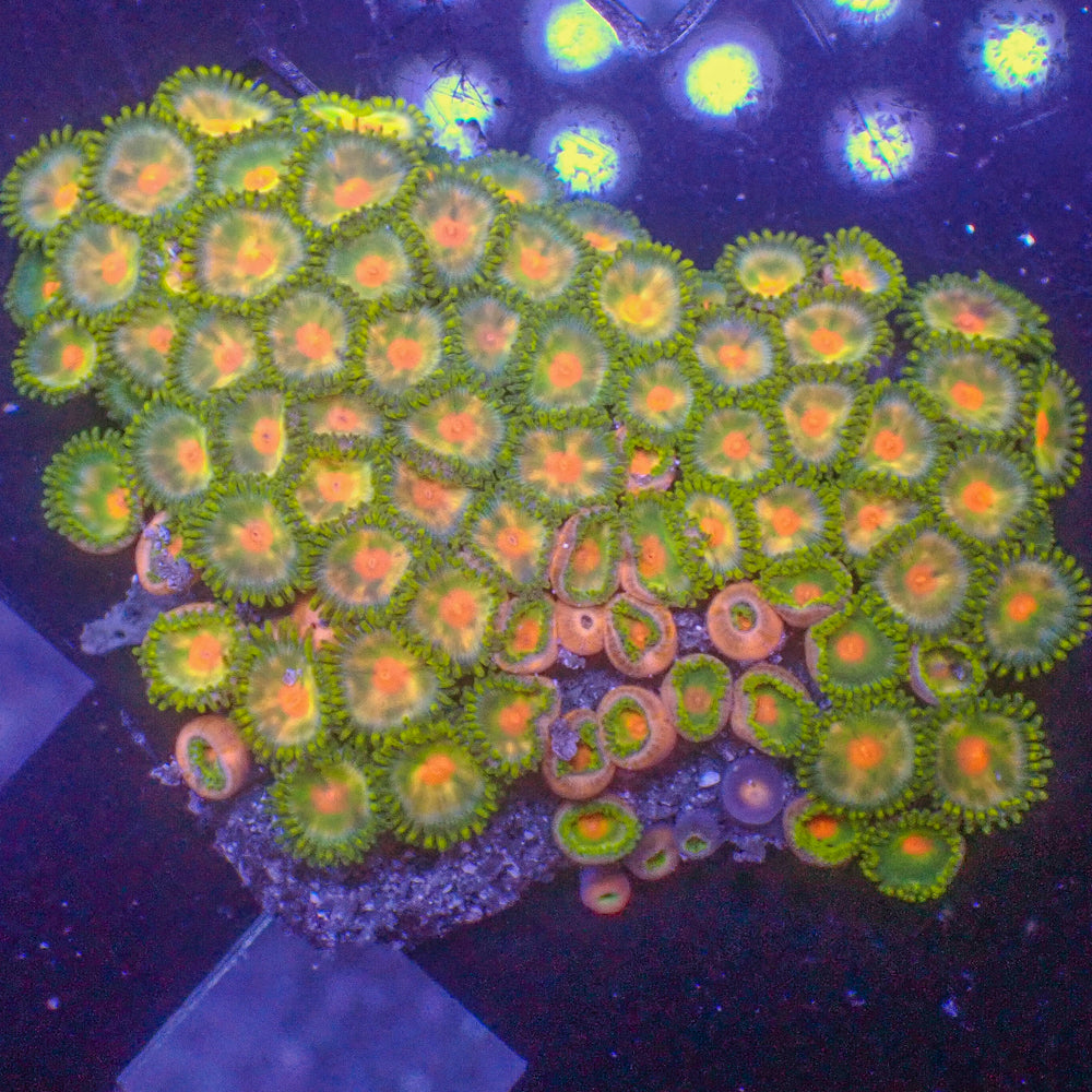 WYSIWYG Ultra Solomon Islands Rainbow Zoa Colony (90+ polyps) (W125)