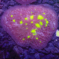 Neon Toxic Splatter Diaseris Plate Coral