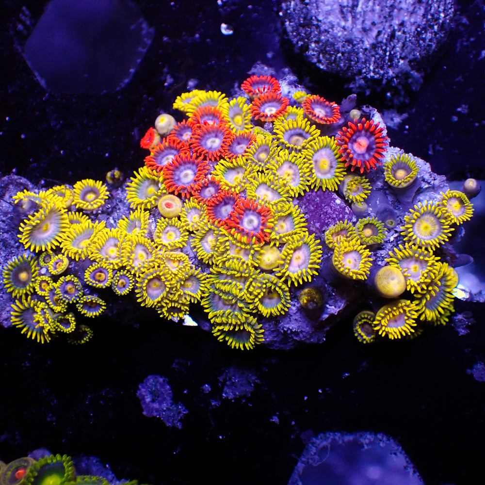 WYSIWYG Ultra Solomon Islands Rainbow Zoa Combo Colony (55+ polyps) (W112)