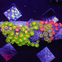 WYSIWYG Ultra Solomon Islands Rainbow Zoa Combo Colony (55+ polyps) (W113)