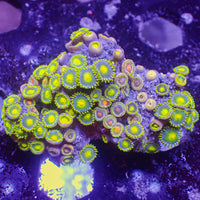 WYSIWYG Ultra Solomon Islands Rainbow Zoa Combo Colony (55+ polyps) (W165)