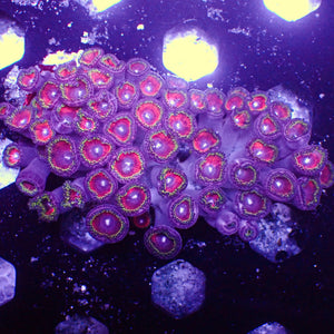 WYSIWYG Pink Cherry Multicolor Ultra Zoa Colony (55+ polyps) (W128)