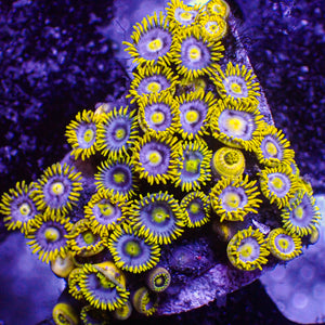 WYSIWYG Corona Multicolor Ultra Zoa Combo Colony (40+ polyps) (W103)
