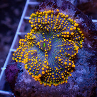 WYSIWYG Large Indo Electric Blue Yuma Mushroom