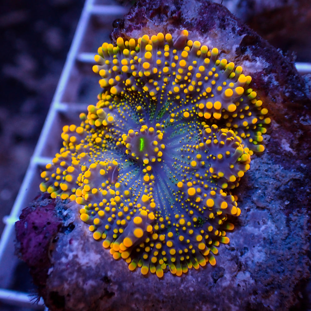 WYSIWYG Large Indo Electric Blue Yuma Mushroom