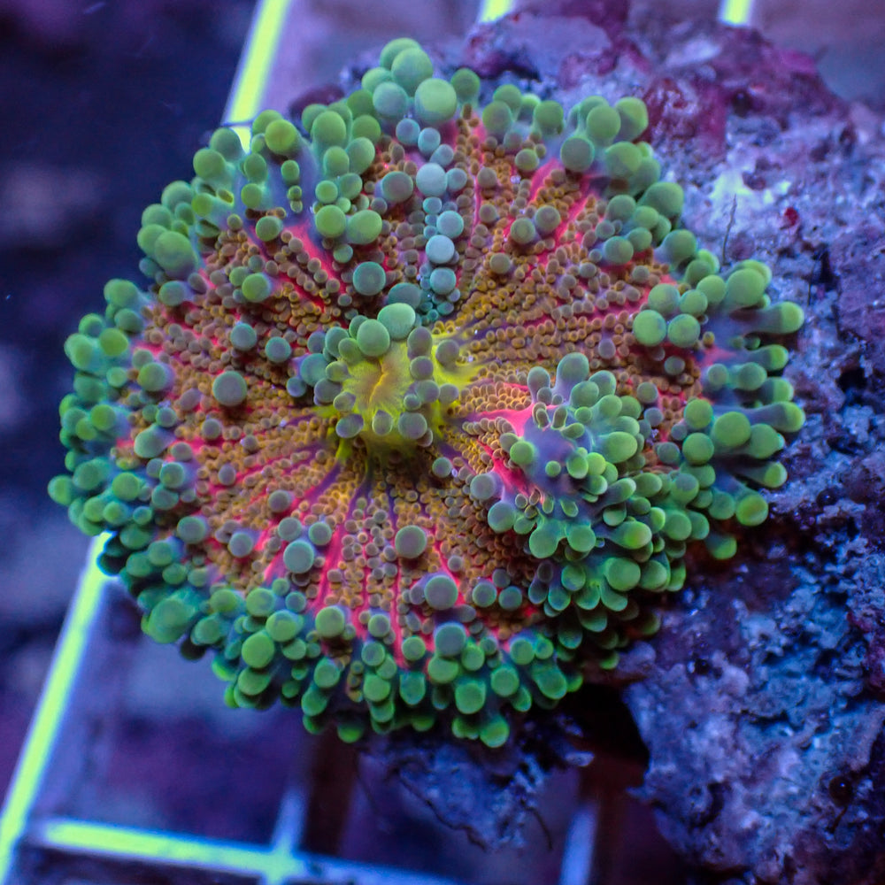 WYSIWYG Bubbly Fantasia Violet Rainbow Yuma Mushroom