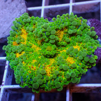 WYSIWYG Kiwi Sunrise Yuma Mushroom