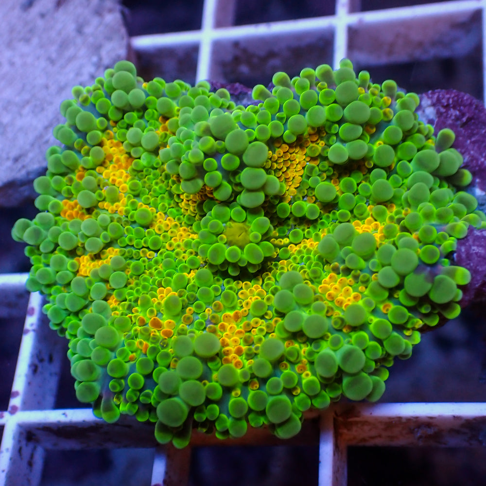 WYSIWYG Kiwi Sunrise Yuma Mushroom