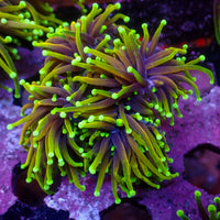 WYSIWYG Inferno Hellfire Indo Gold Torch Colony (4 Polyps)
