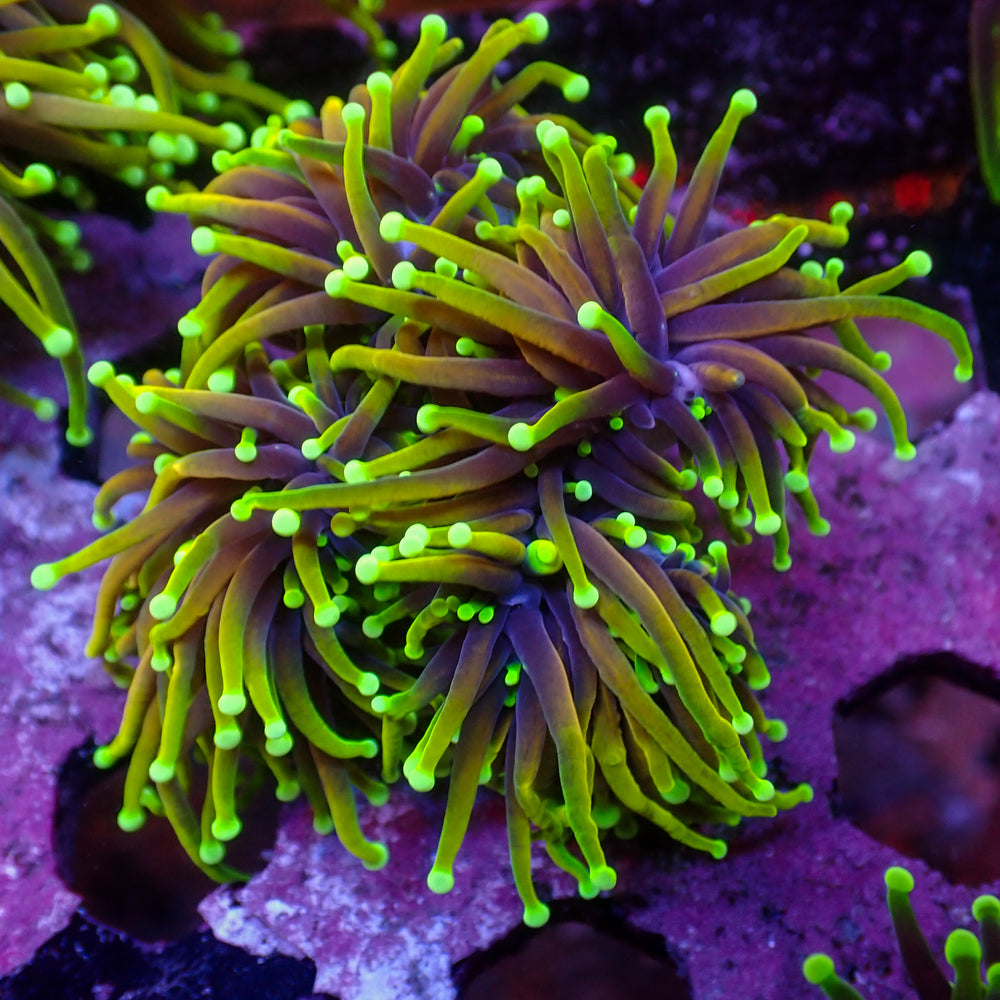 WYSIWYG Inferno Hellfire Indo Gold Torch Colony (4 Polyps)