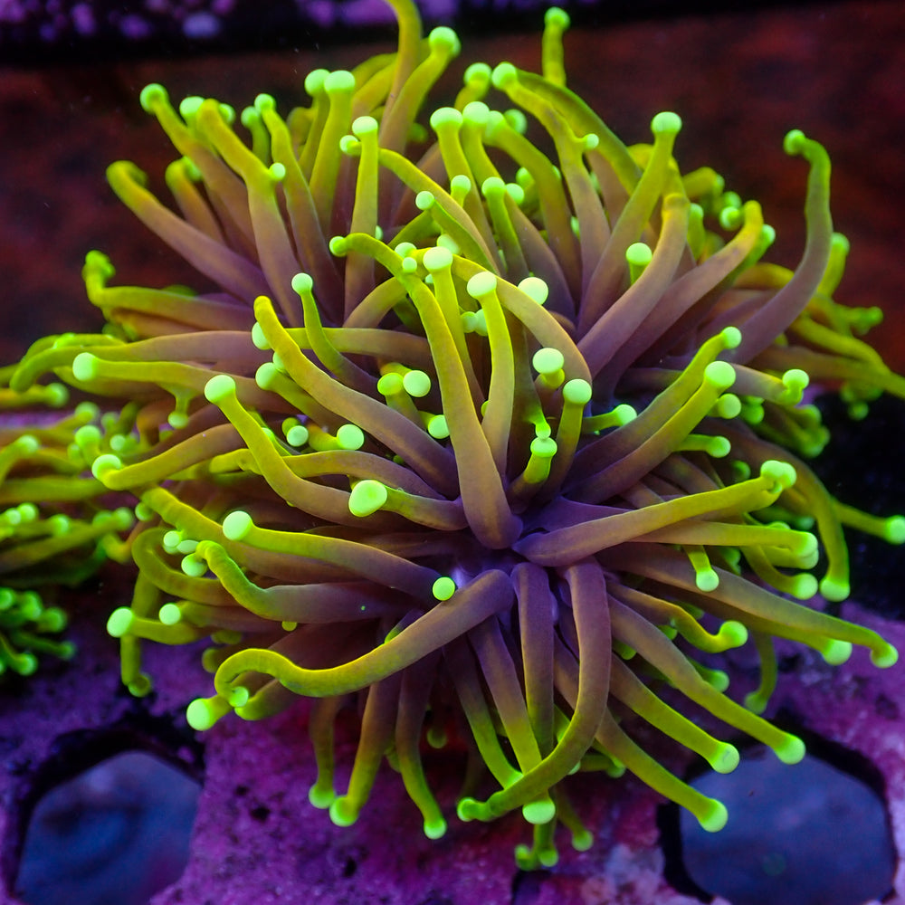 WYSIWYG Inferno HellFire Indo Gold Torch Colony (3 Polyps)