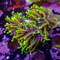 WYSIWYG Inferno HellFire Indo Gold Torch Colony (3 Polyps)