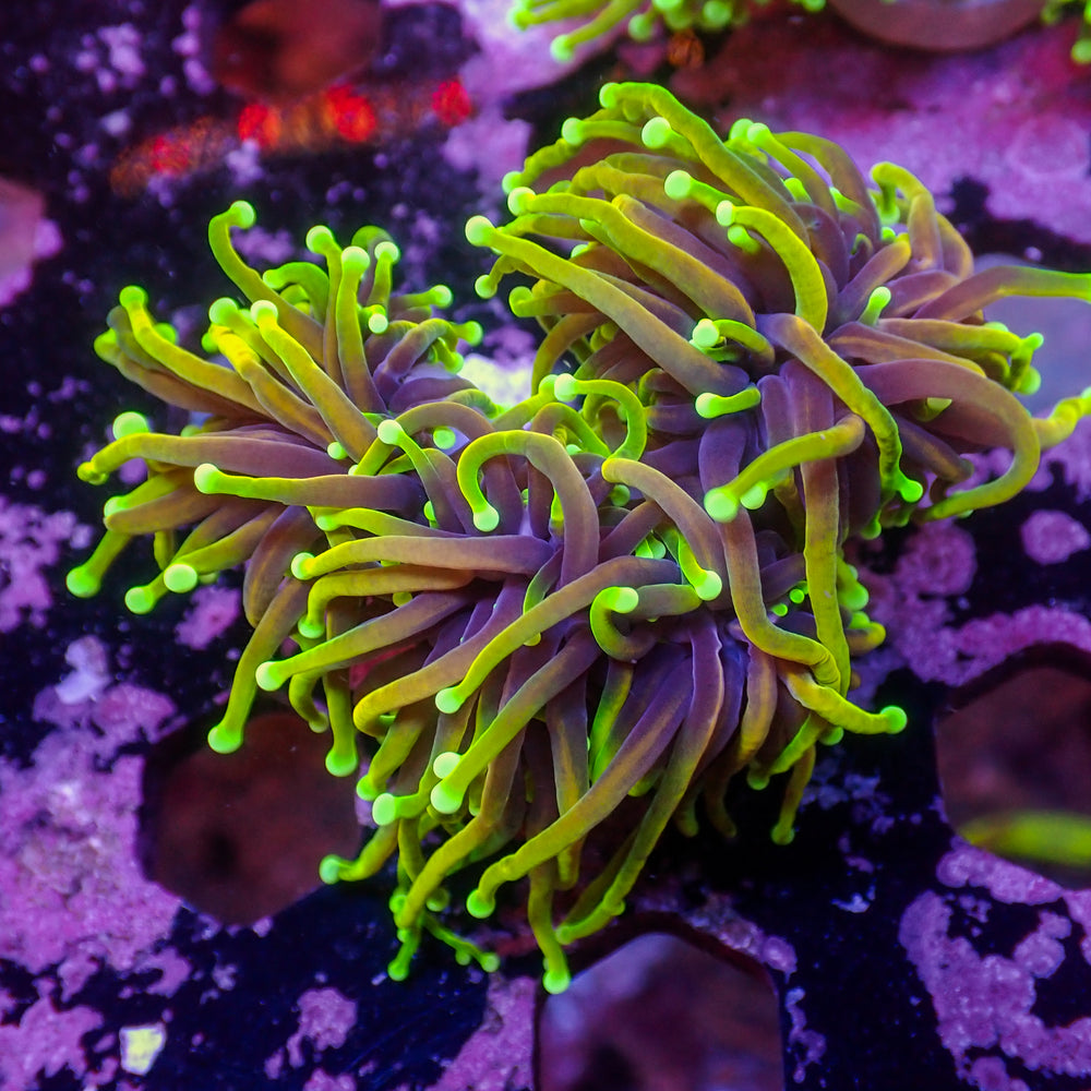 WYSIWYG Inferno HellFire Indo Gold Torch Colony (3 Polyps)
