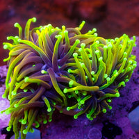 WYSIWYG Inferno HellFire Indo Gold Torch Colony (3 Polyps)
