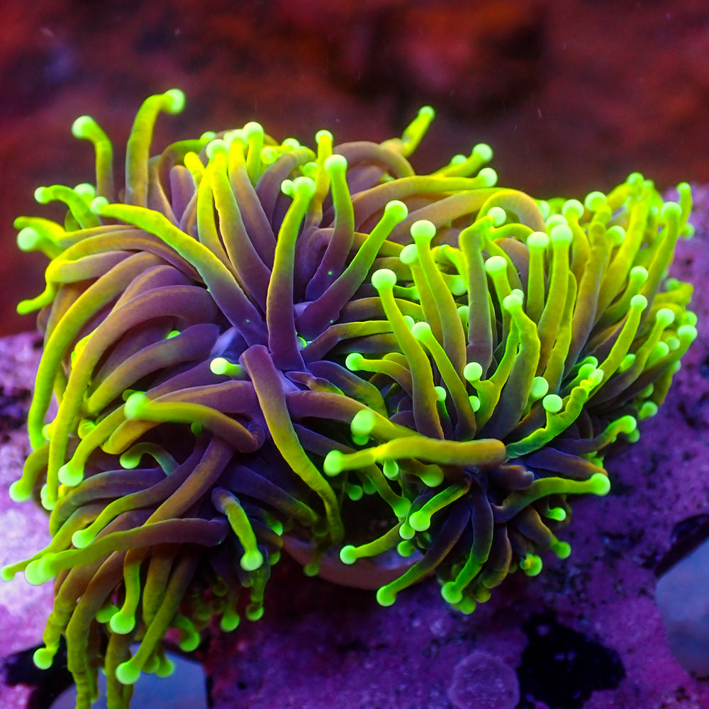 WYSIWYG Inferno HellFire Indo Gold Torch Colony (3 Polyps)
