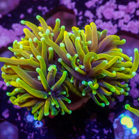 WYSIWYG Inferno HellFire Indo Gold Torch Colony (2 Polyps)