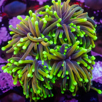 WYSIWYG Inferno Hellfire Indo Gold Torch Colony (4 Polyps)
