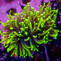 WYSIWYG Dragon Soul Torch Colony (2 Polyps)