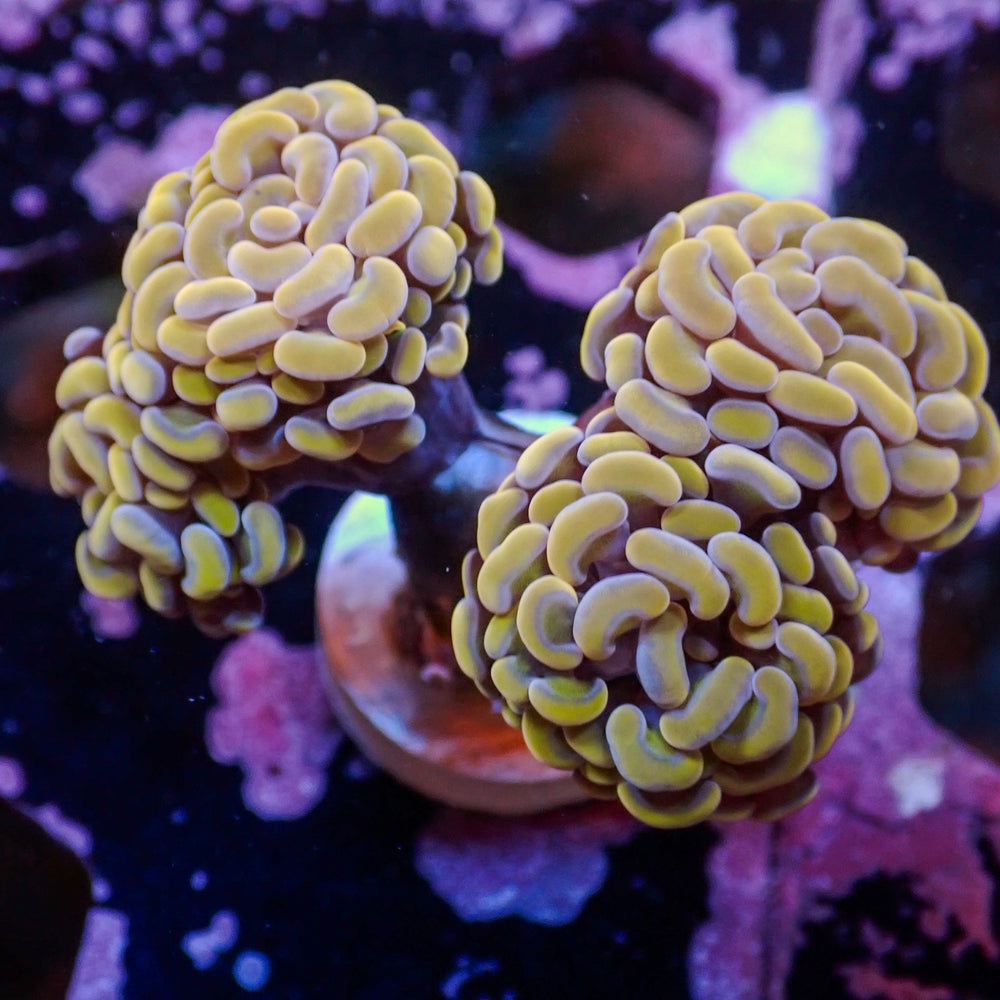 WYSIWYG Gold Sky Branching Hammer Colony (4 Polyps)