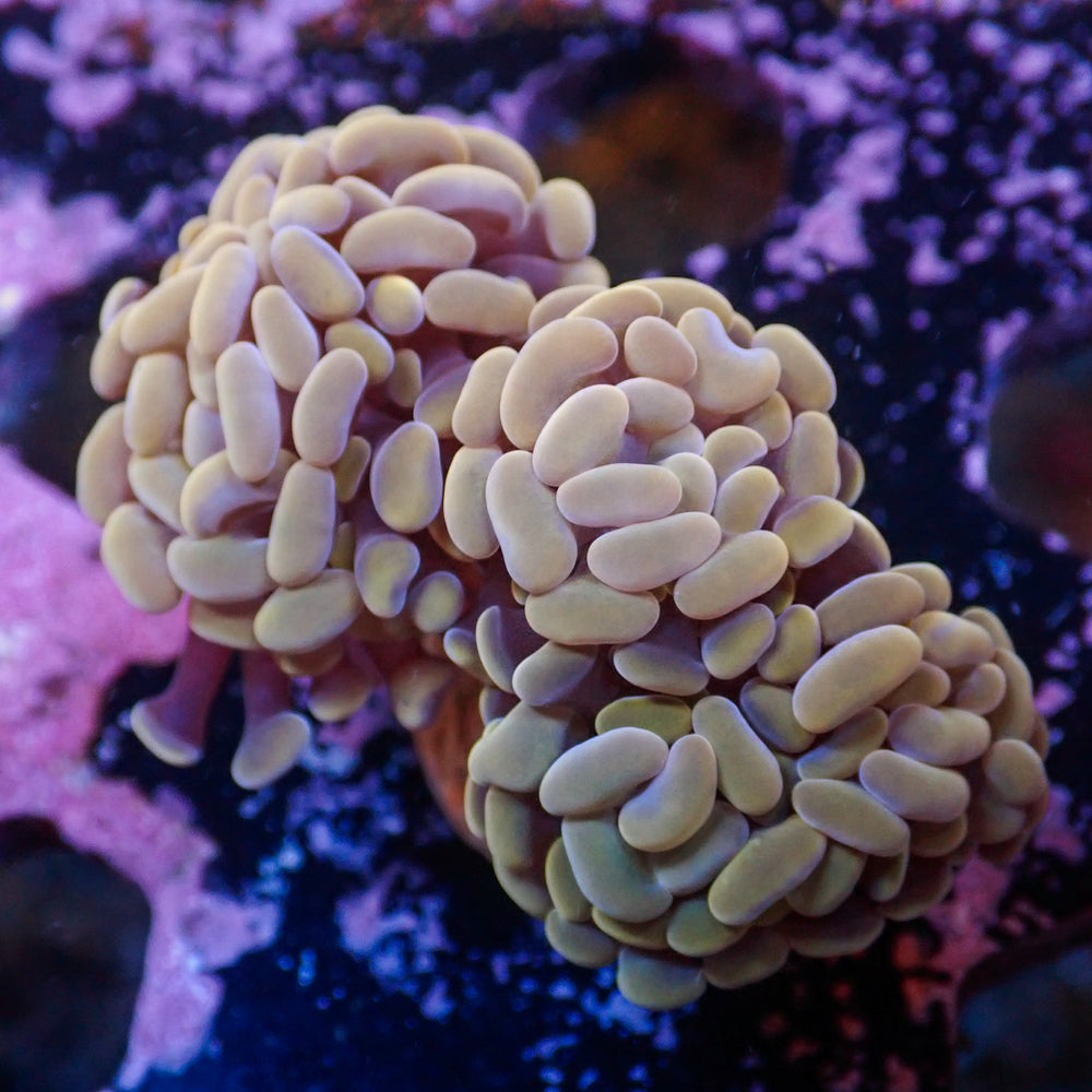 WYSIWYG Gold Sky Branching Hammer Colony (3 Polyps)